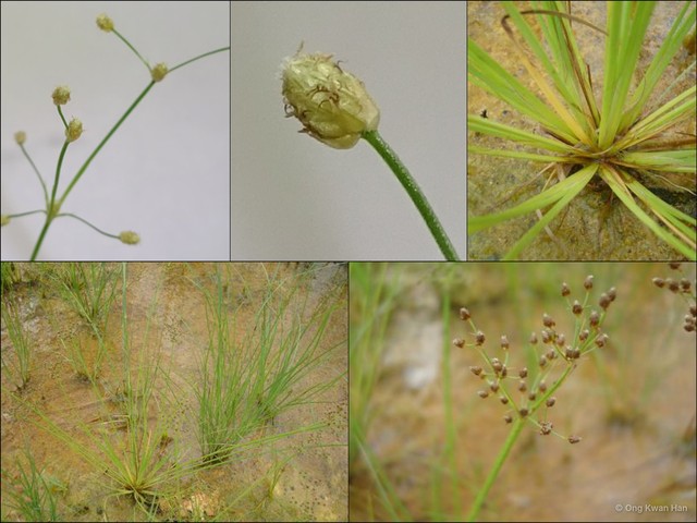 Fimbristylis littoralis • © Ong Kwan Han • All Rights Reserved