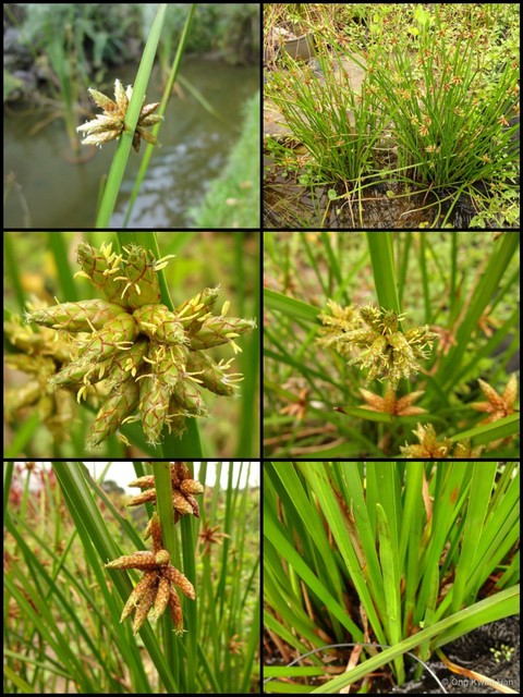 Schoenoplectiella mucronata • © Ong Kwan Han • All Rights Reserved