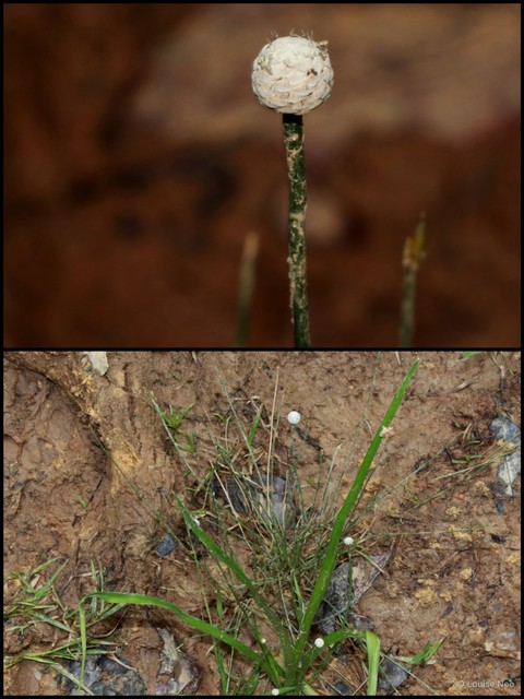 Eriocaulon truncatum • © Louise Neo • All Rights Reserved