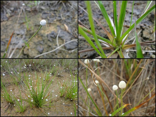 Eriocaulon willdenovianum • © Ong Kwan Han • All Rights Reserved