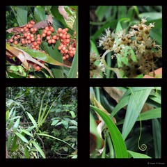 Flagellaria indica