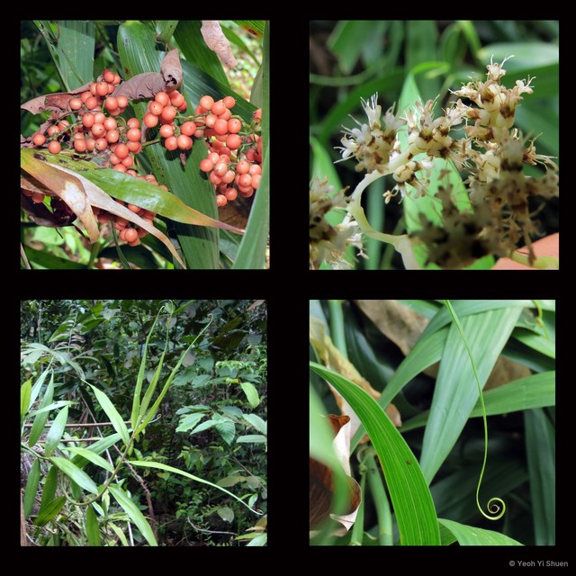 Flagellaria indica • © Yeoh Yi Shuen • All Rights Reserved
