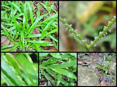 Axonopus compressus