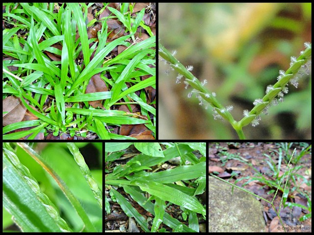 Axonopus compressus • © Ong Kwan Han • All Rights Reserved