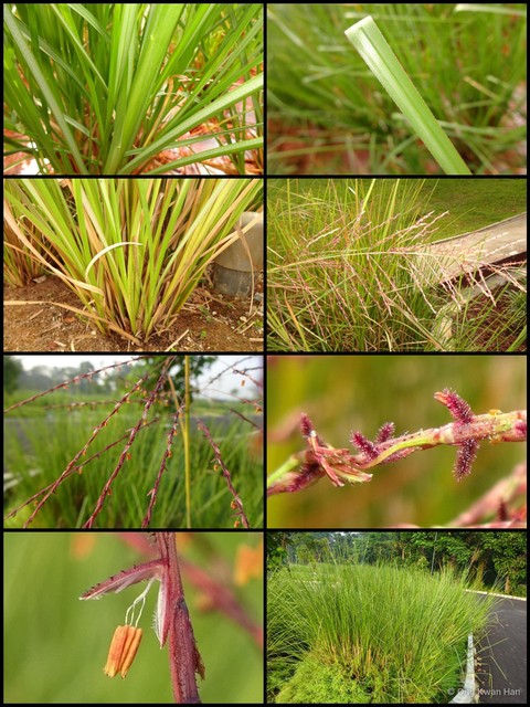Chrysopogon zizanioides • © Ong Kwan Han • All Rights Reserved