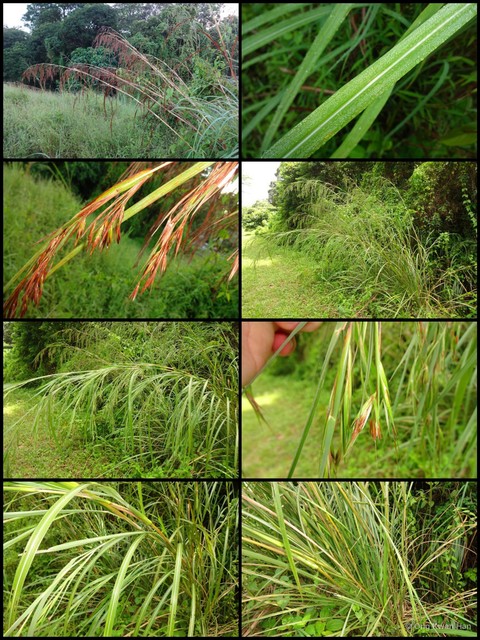 Cymbopogon calcicola • © Ong Kwan Han • All Rights Reserved