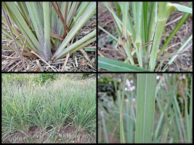 Cymbopogon citratus • © Ong Kwan Han • All Rights Reserved