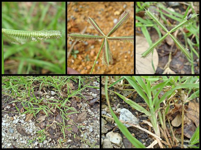 Dactyloctenium aegyptium • © Ong Kwan Han • All Rights Reserved