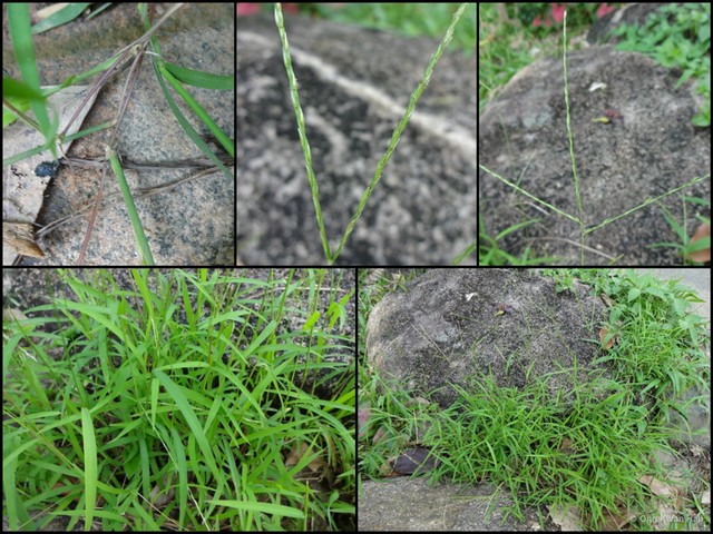 Digitaria bicornis • © Ong Kwan Han • All Rights Reserved