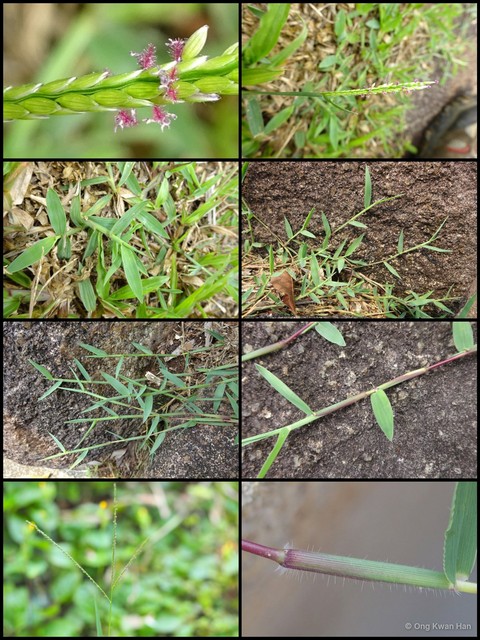 Digitaria didactyla • © Ong Kwan Han • All Rights Reserved