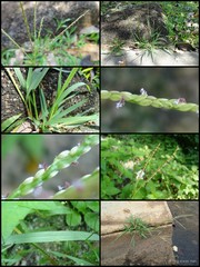 Digitaria longiflora (Retz.) Pers.