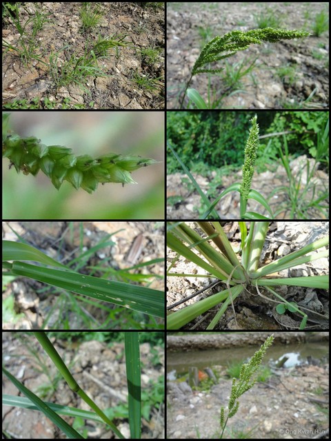 Echinochloa crus-galli • © Ong Kwan Han • All Rights Reserved