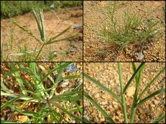 Eleusine indica