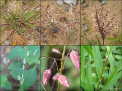 Eragrostis unioloides (Retz.) Nees ex Steud.