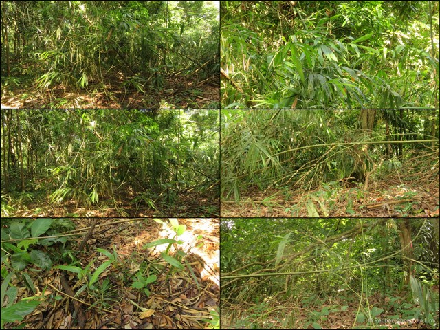 Gigantochloa ligulata • © Reuben Chong Jin Lim • All Rights Reserved