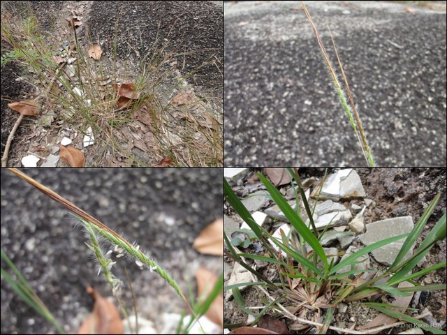 Heteropogon contortus • © Ong Kwan Han • All Rights Reserved