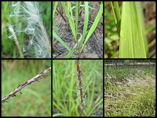 Imperata cylindrica • © Ong Kwan Han • All Rights Reserved