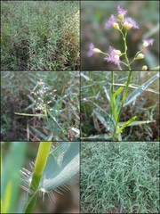 Isachne globosa