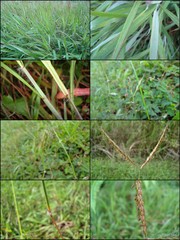 Ischaemum ciliare