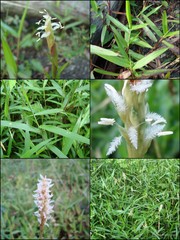 Ischaemum muticum