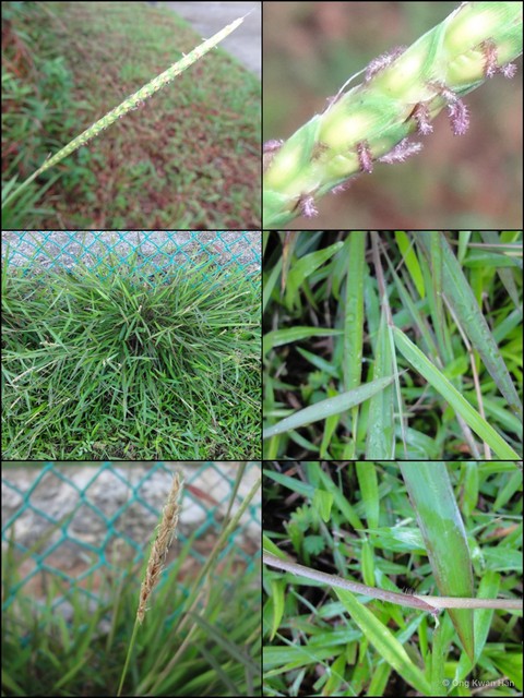 Ischaemum rugosum • © Ong Kwan Han • All Rights Reserved