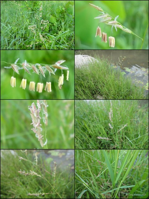 Leersia hexandra • © Ong Kwan Han • All Rights Reserved