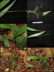 Lophatherum gracile