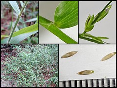Ottochloa nodosa