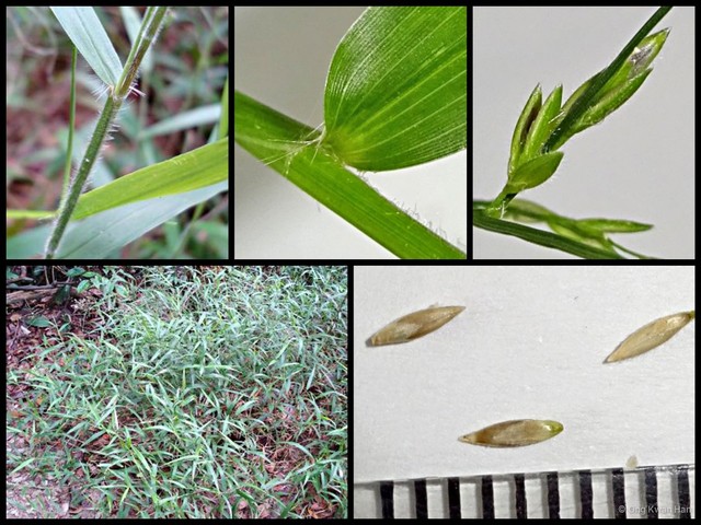 Ottochloa nodosa • © Ong Kwan Han • All Rights Reserved