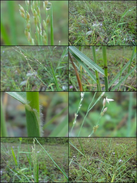 Panicum repens • © Ong Kwan Han • All Rights Reserved