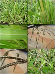 Paspalum scrobiculatum var. bispicatum