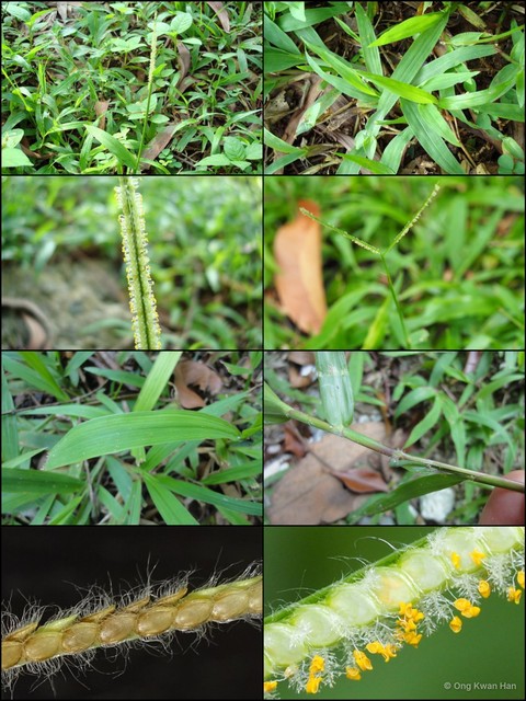 Paspalum conjugatum • © Ong Kwan Han • All Rights Reserved