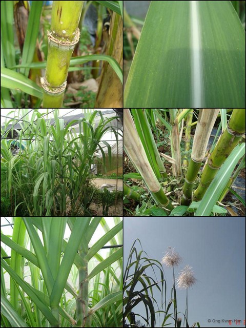 Saccharum officinarum • © Ong Kwan Han • All Rights Reserved