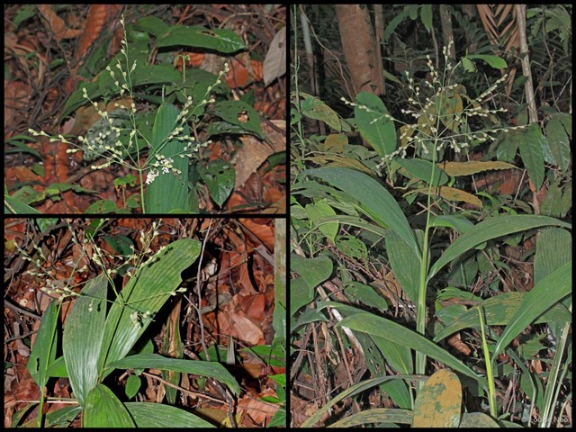 Scrotochloa urceolata • © Louise Neo • All Rights Reserved