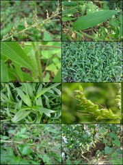 Setaria barbata