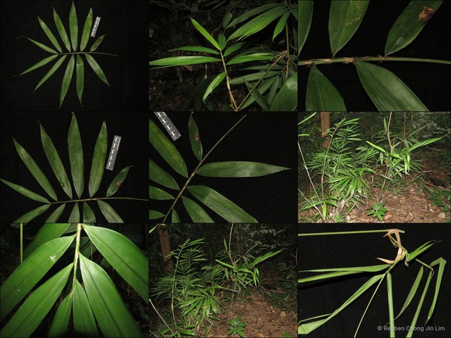Soejatmia ridleyi • © Reuben Chong Jin Lim • All Rights Reserved