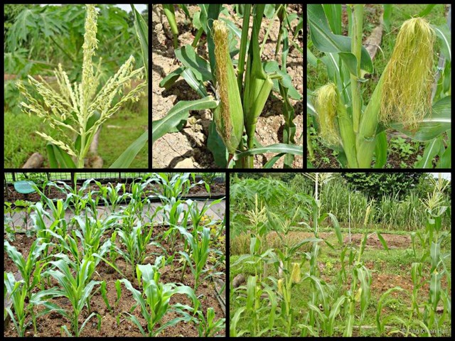 Zea mays • © Ong Kwan Han • All Rights Reserved