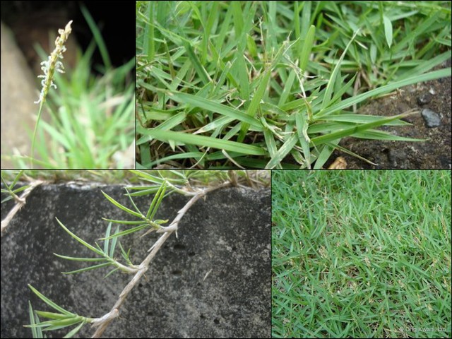 Zoysia japonica • © Ong Kwan Han • All Rights Reserved