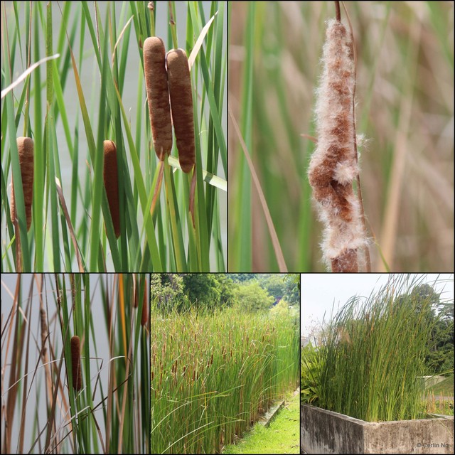 Typha angustifolia • © Cerlin Ng • All Rights Reserved
