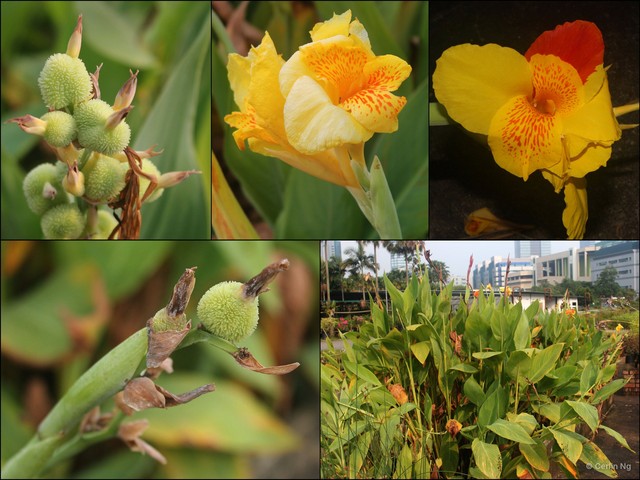 Canna glauca • © Cerlin Ng • All Rights Reserved