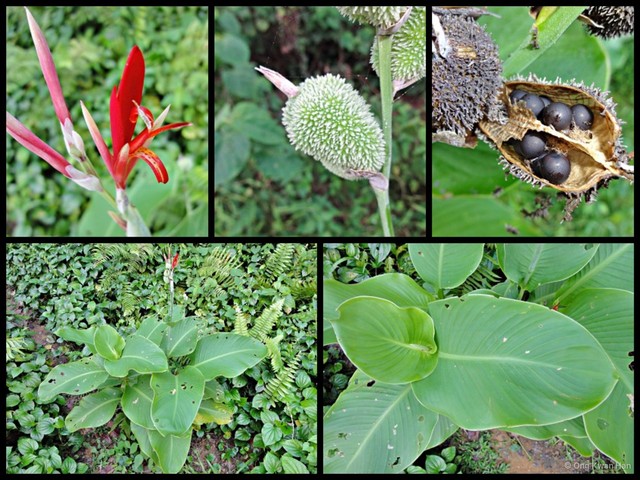 Canna indica • © Ong Kwan Han • All Rights Reserved