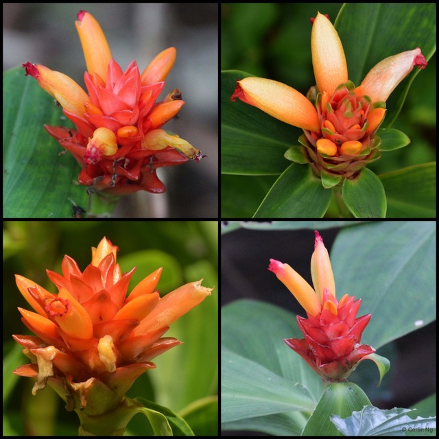 Costus curvibracteatus • © Cerlin Ng • All Rights Reserved