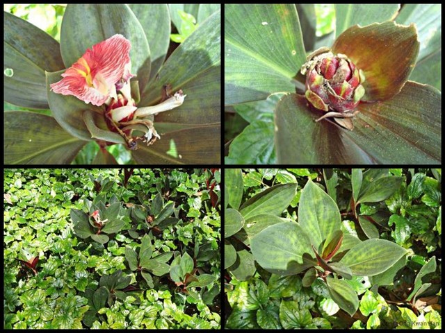 Costus erythrophyllus • © Ong Kwan Han • All Rights Reserved