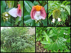 Costus lucanusianus