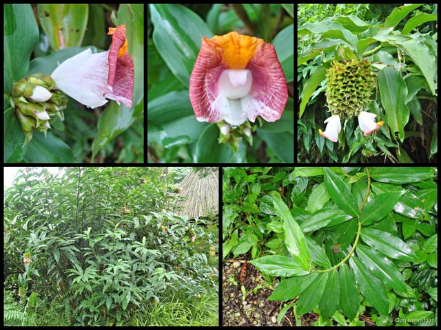 Costus lucanusianus • © Ong Kwan Han • All Rights Reserved