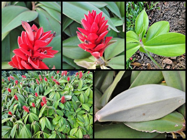 Costus osae • © Ong Kwan Han • All Rights Reserved