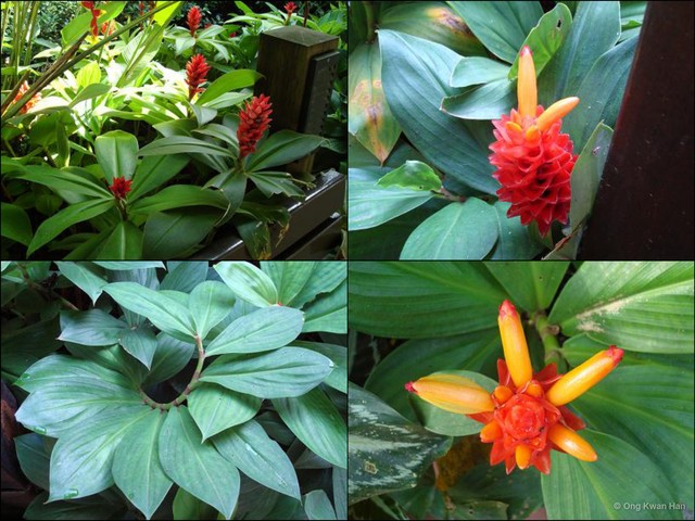 Costus productus • © Ong Kwan Han • All Rights Reserved