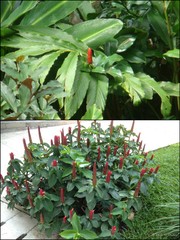 Costus woodsonii