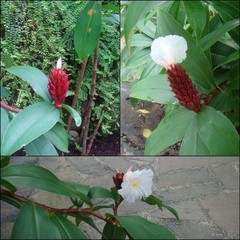Hellenia speciosa