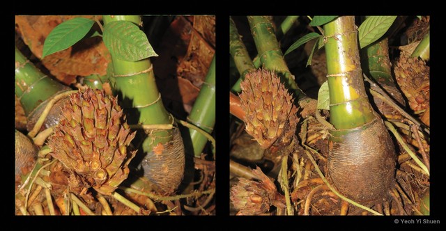 Parahellenia globosa • © Yeoh Yi Shuen • All Rights Reserved